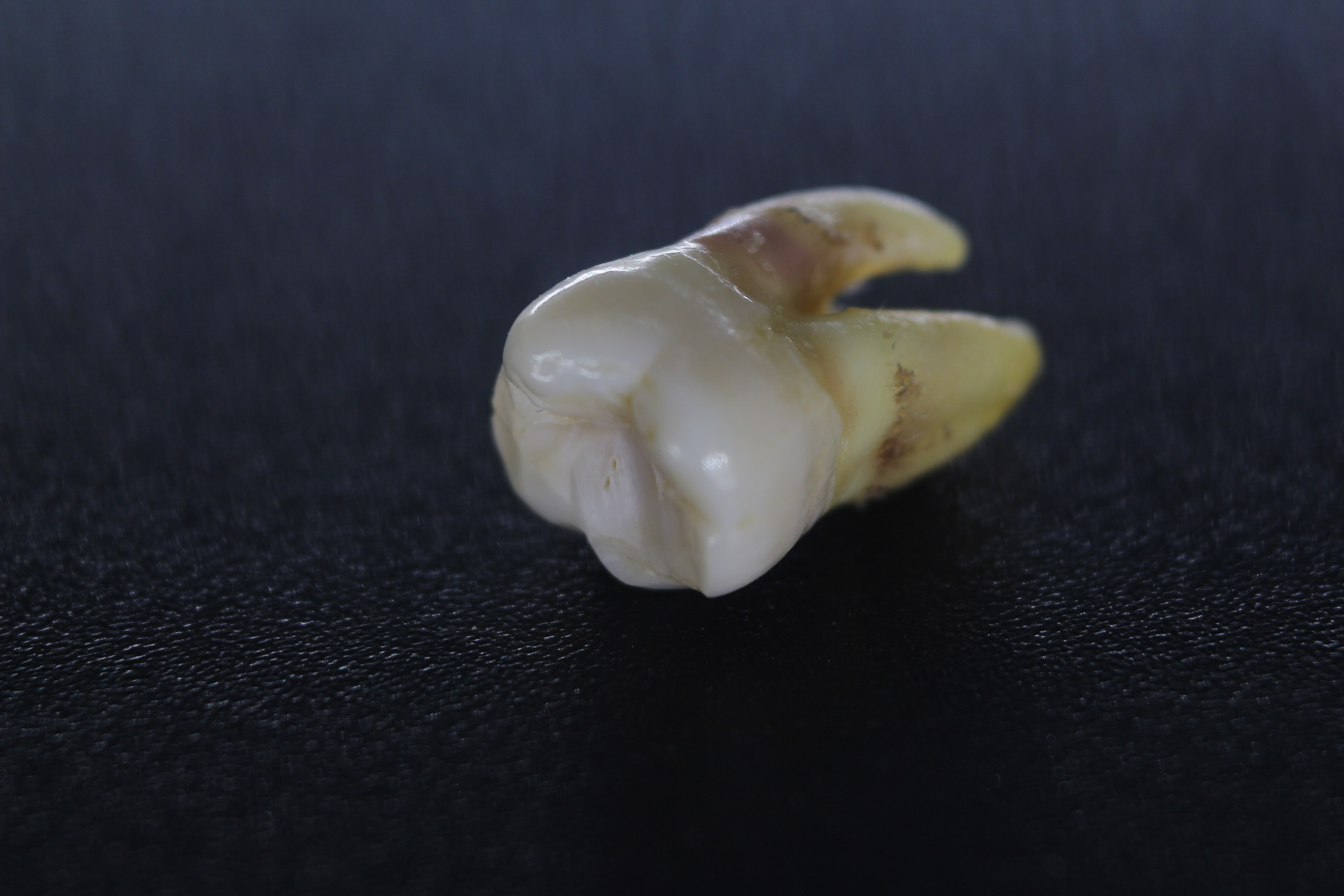Cirurgia Oral
